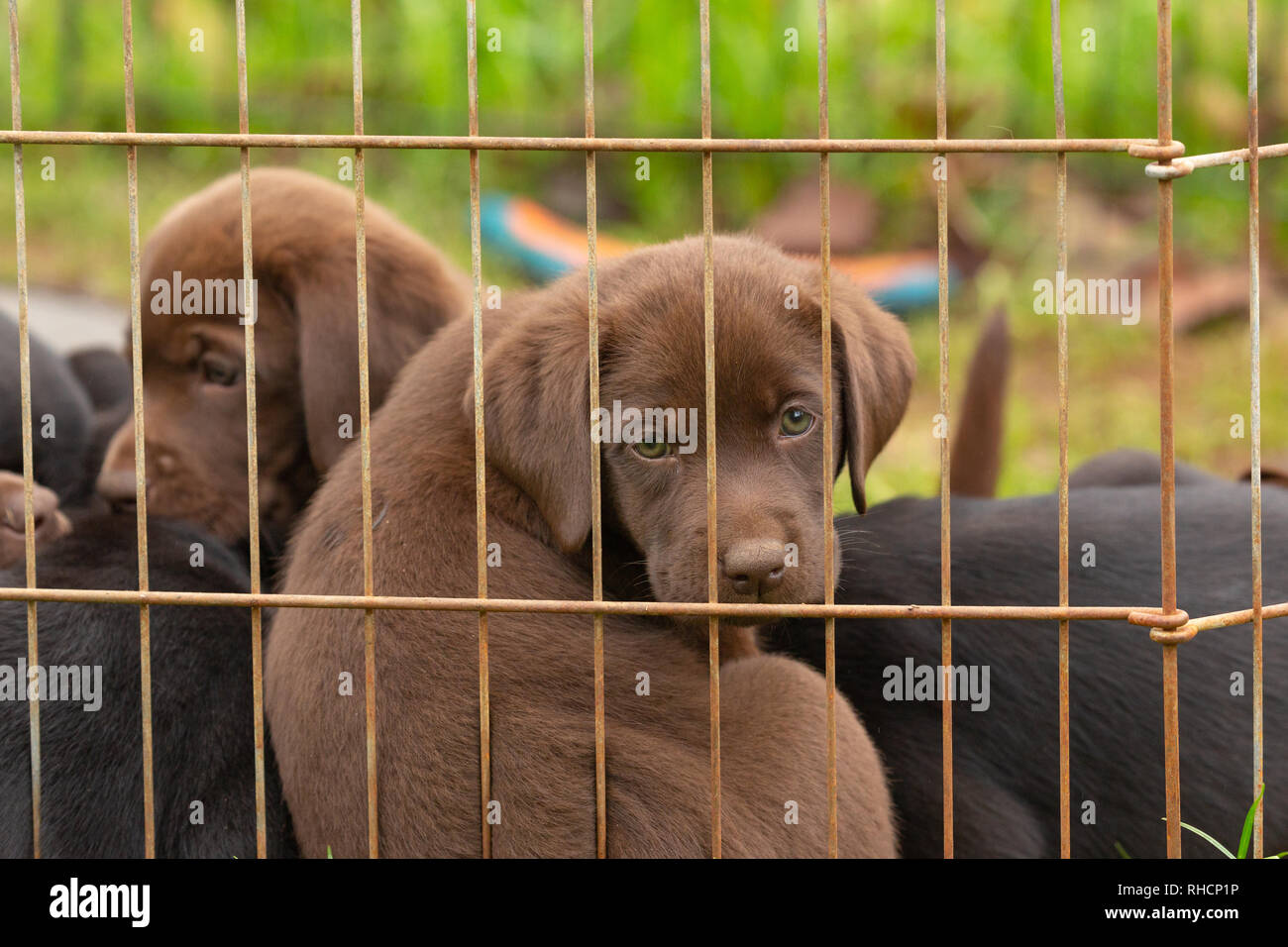 Litter of Labrador retriever puppies Stock Photo Alamy