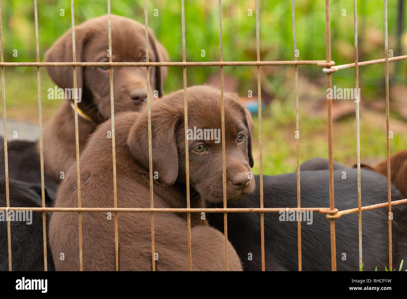 Two chocolate lab puppies hi-res stock photography and images - Alamy