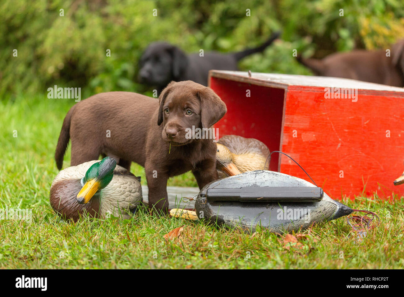 Chocolate Labrador retriever puppy and duck decoys Stock Photo