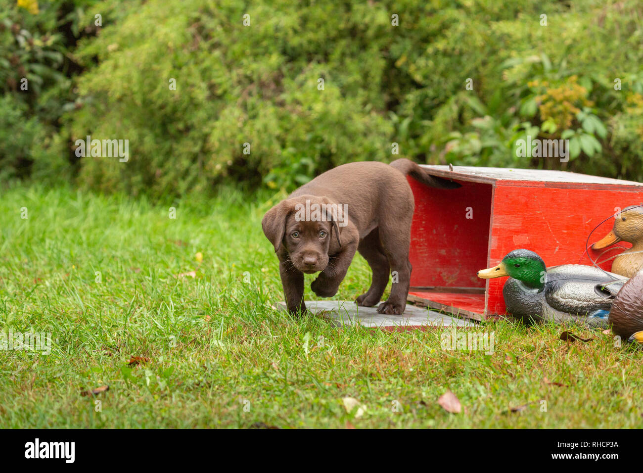 Chocolate Labrador retriever puppy and duck decoys Stock Photo