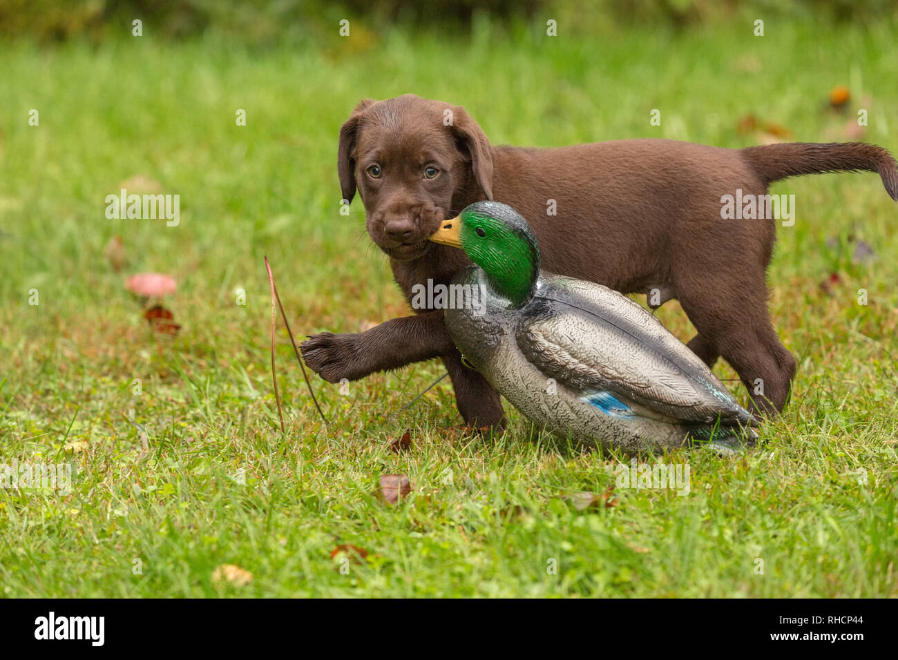Lab puppy carrying a mallard decoy Stock Photo Alamy