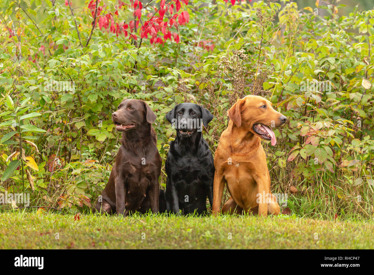 Chocolate Black And Fox Red Labrador Retrievers Posing Together In A Wisconsin Backyard Stock Photo Alamy