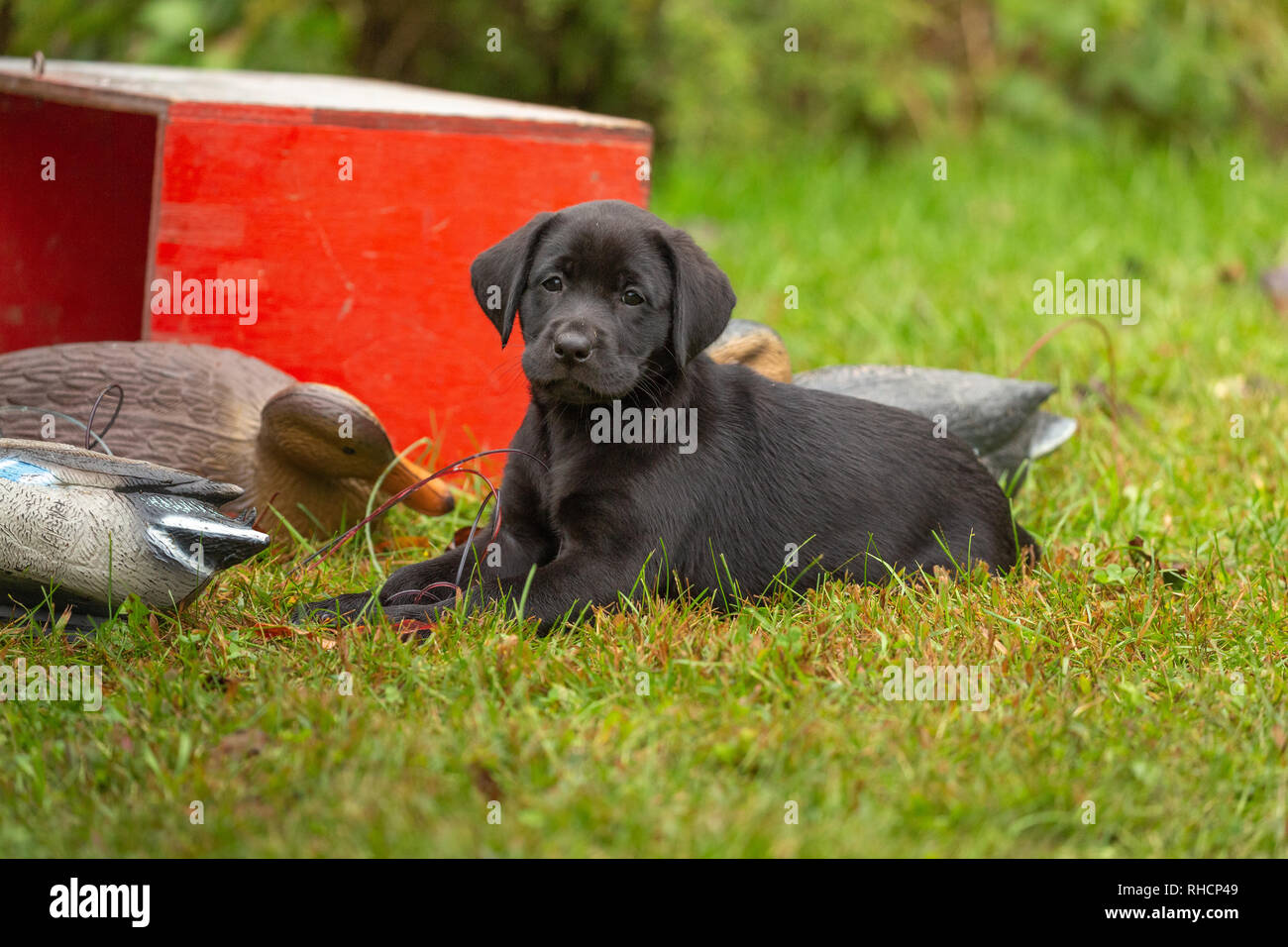 Black labrador retriever with duck decoys hires stock photography and images Alamy