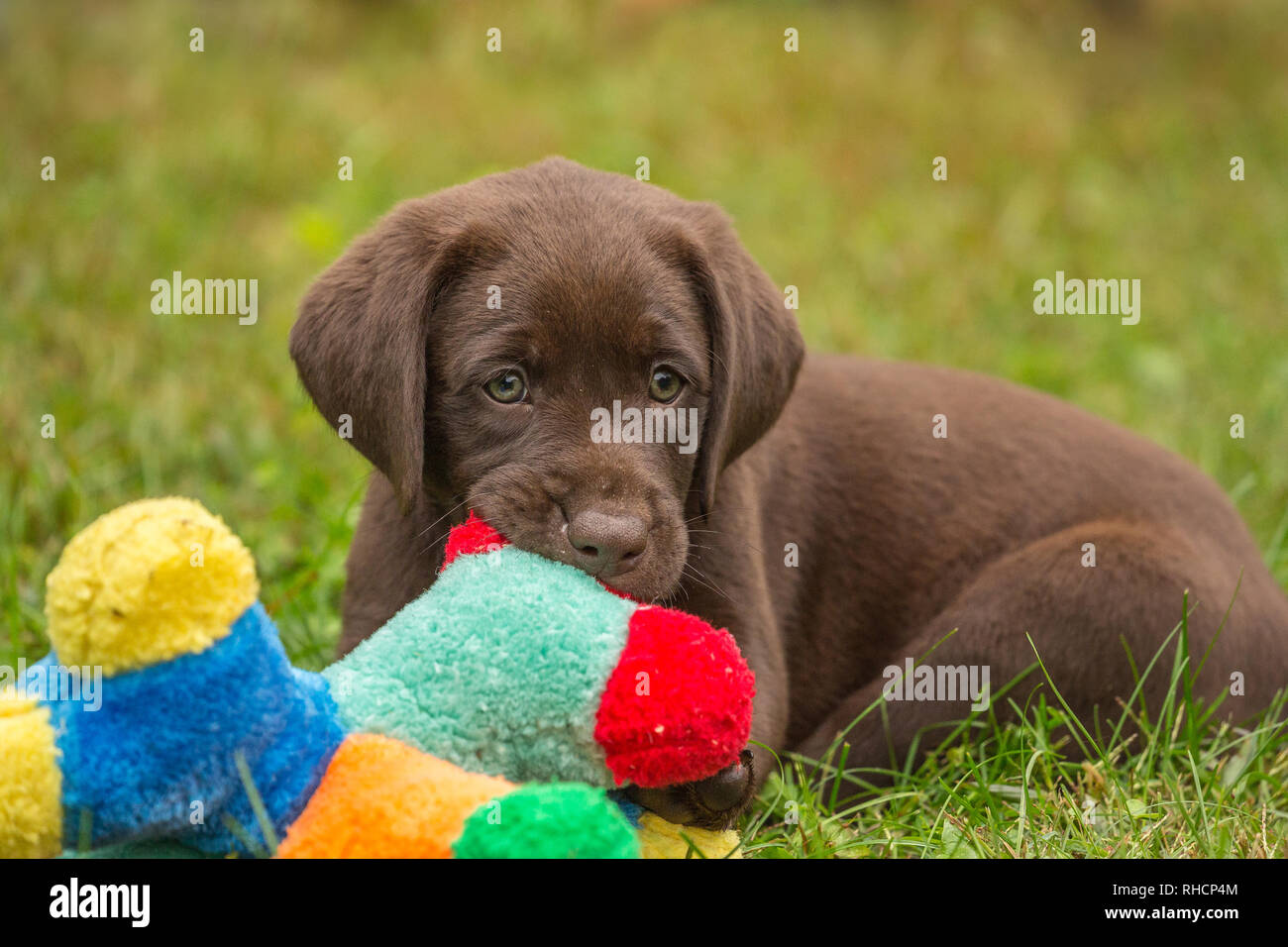 How Long Do Lab Puppies Chew