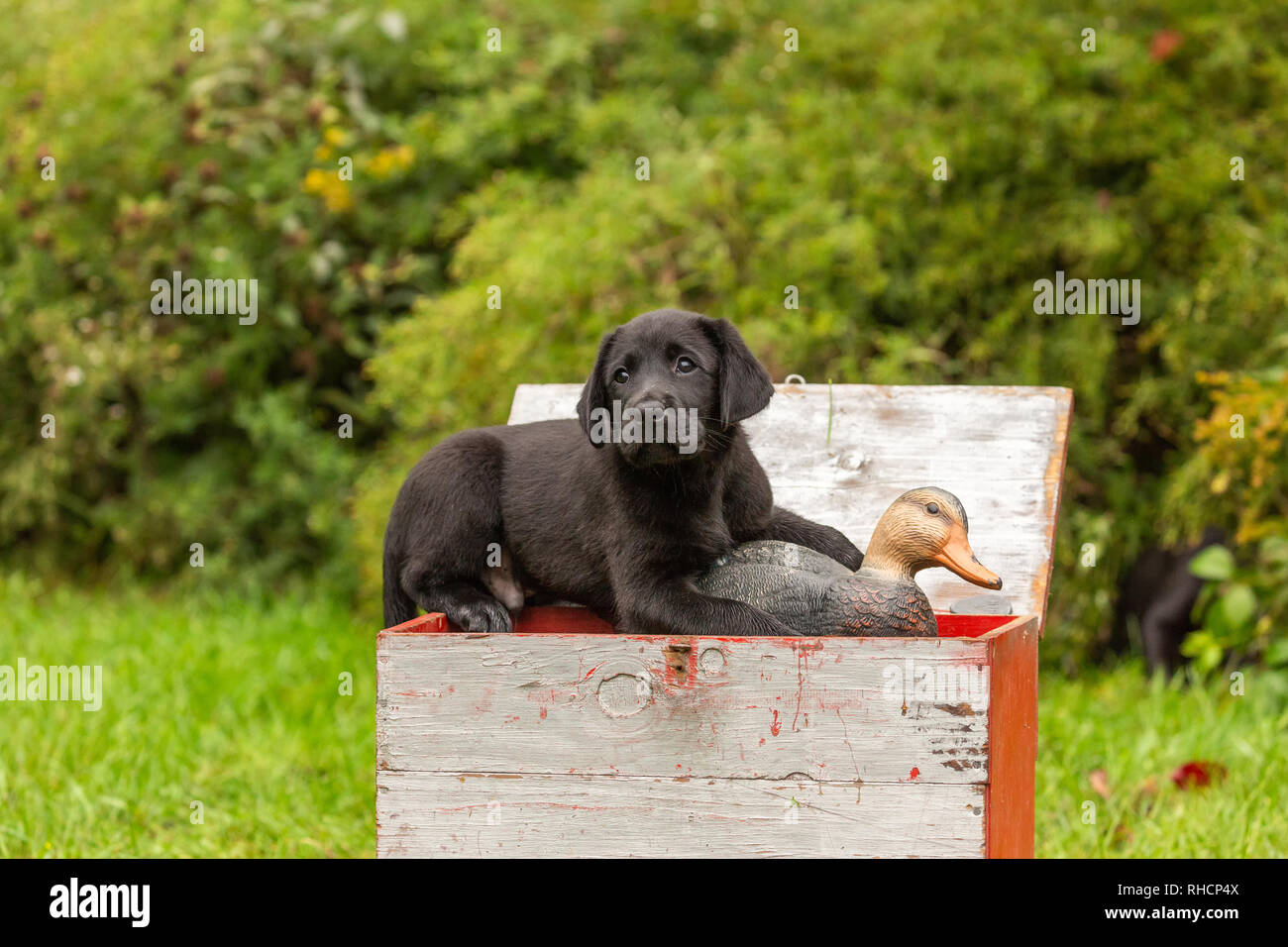 Black Labrador retriever puppy holding a duck decoy. Stock Photo