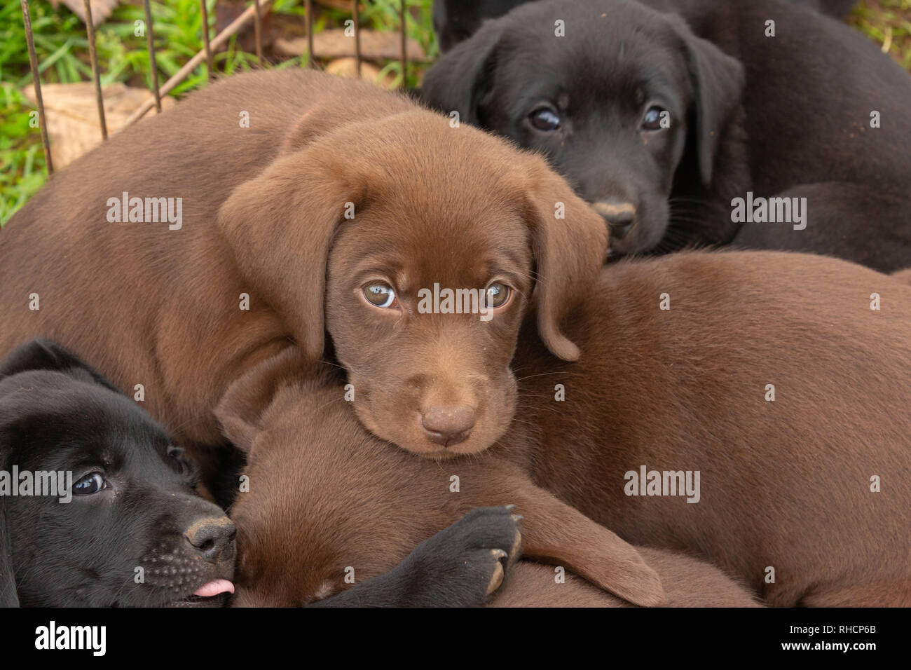 How Many Puppies Are In A Lab Litter
