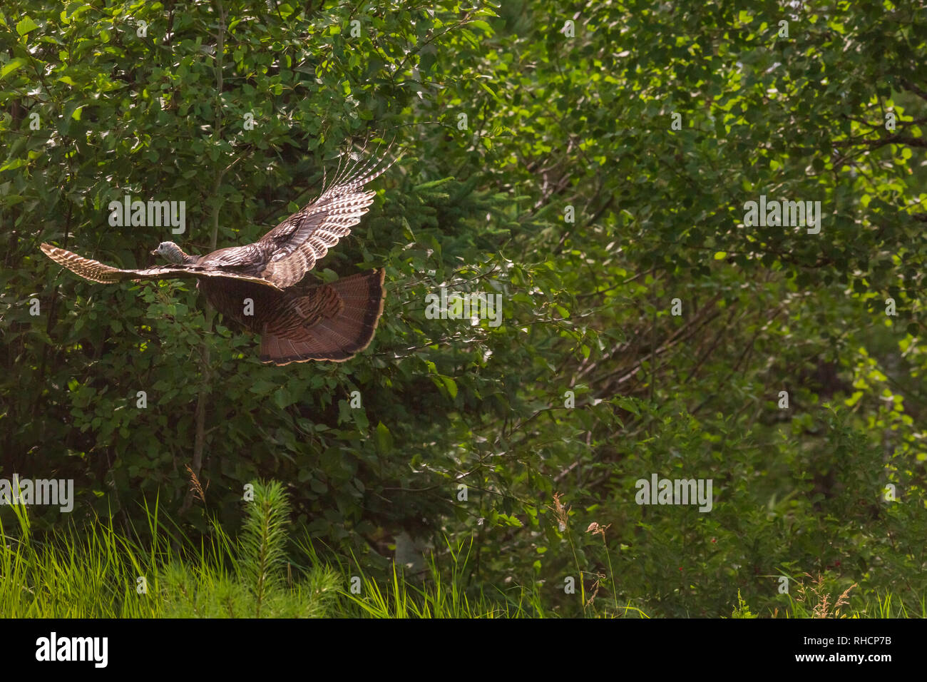 Spooked hen turkey flying into the brush Stock Photo Alamy