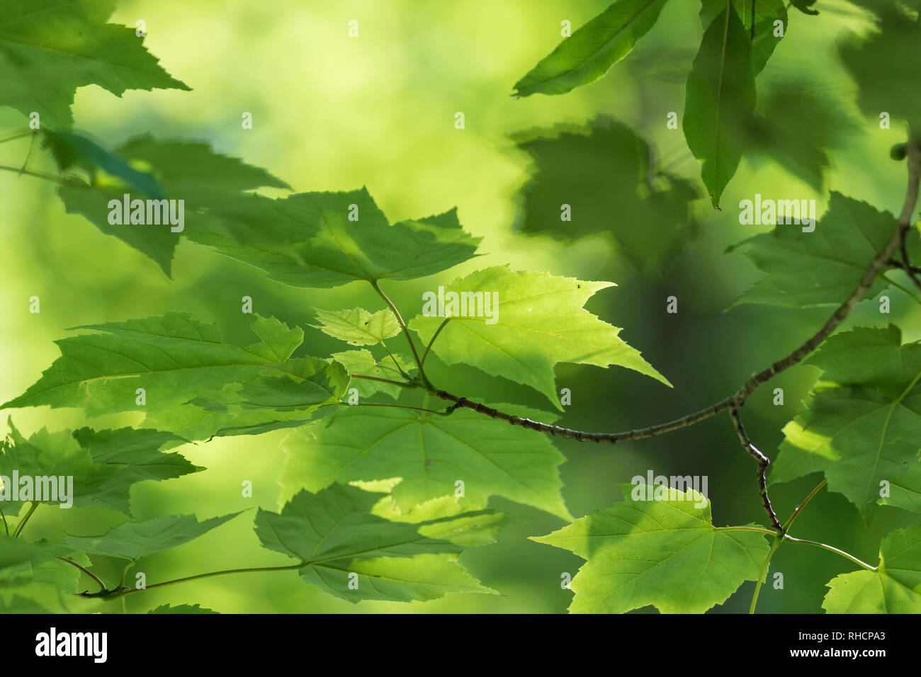 Red maple leaves deep within a northern Wisconsin forest Stock Photo