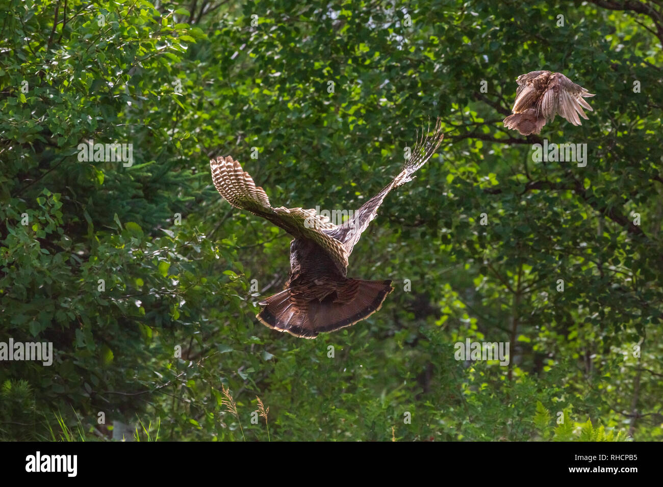 Spooked hen and poult turkey flying into the brush Stock Photo Alamy