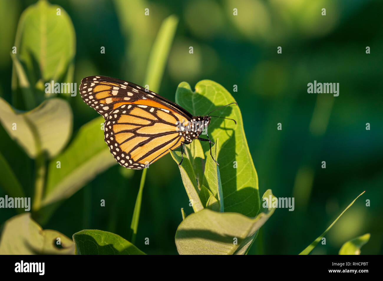 Monarch butterfly in July Stock Photo Alamy