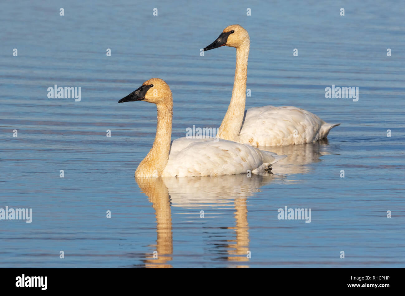 Trumpeter Swans on Phantom Lake in Crex Meadows in northwestern Wisconsin. Stock Photo