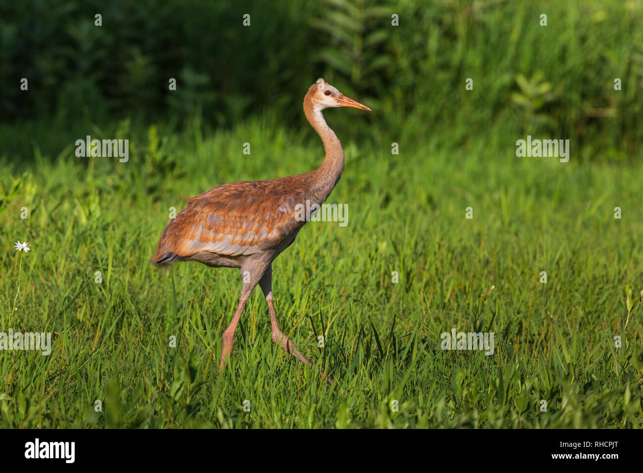 Young sandhill crane walking in a northern Wisconsin meadow Stock Photo