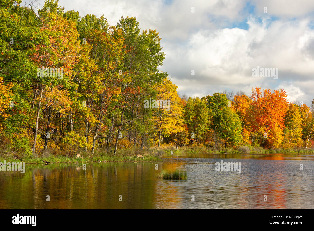 White-tailed deer browsing on the shoreline of a wilderness lake in northern Wisconsin. Stock Photo