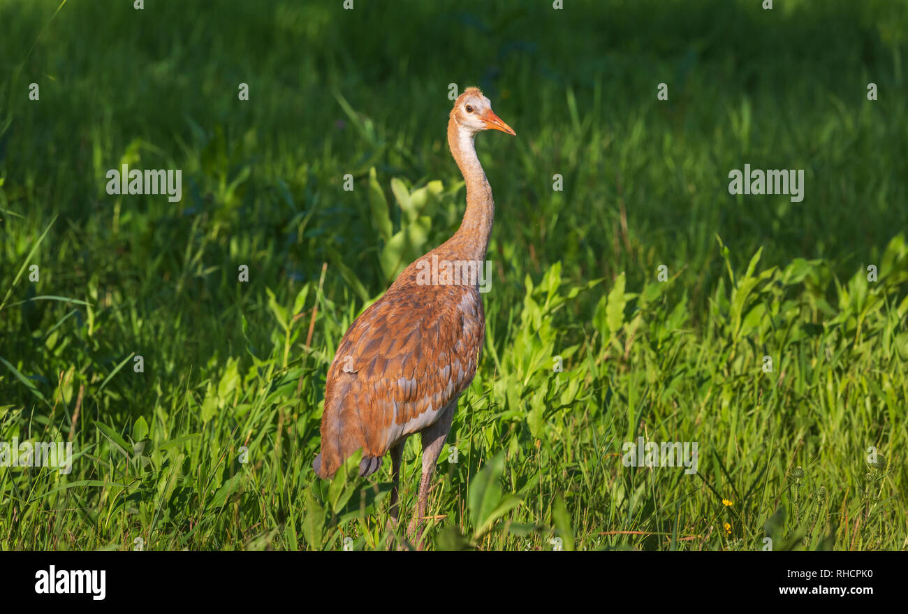 Young sandhill crane walking in a northern Wisconsin meadow Stock Photo