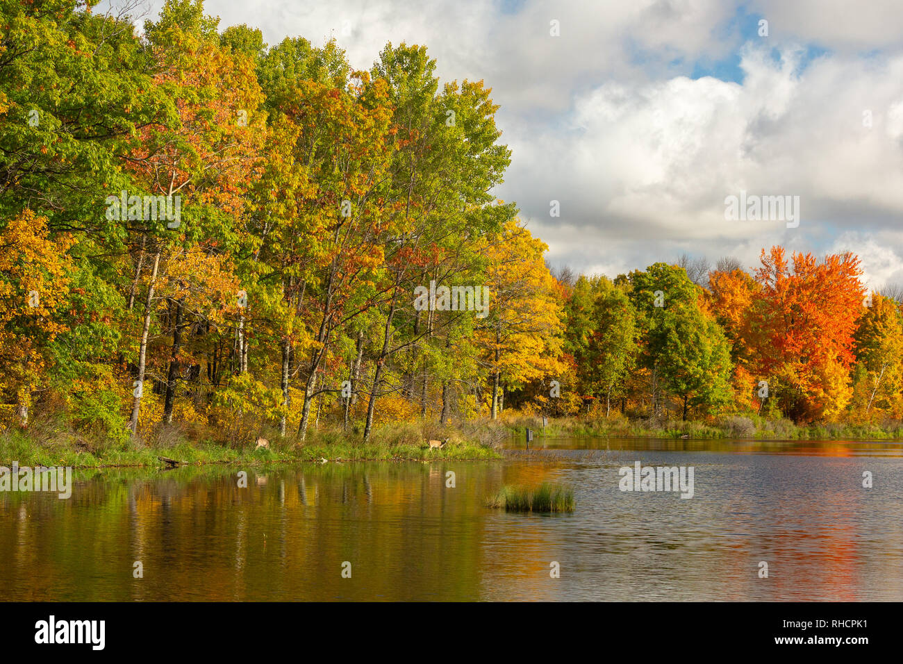 White-tailed deer browsing on the shoreline of a wilderness lake in northern Wisconsin. Stock Photo