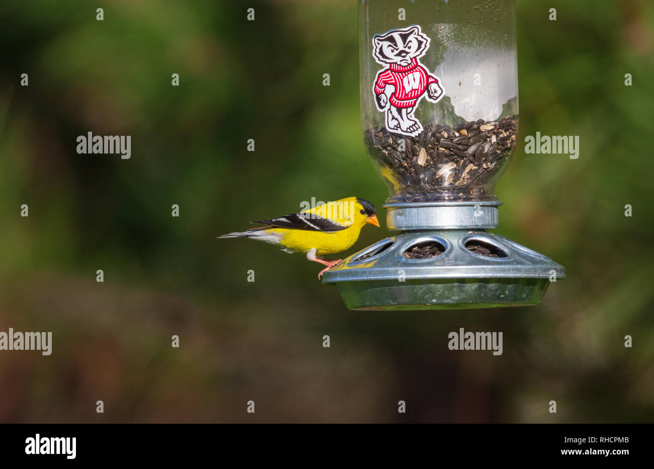 Male American goldfinch perched on a custom Wisconsin Badgers bird feeder. Stock Photo