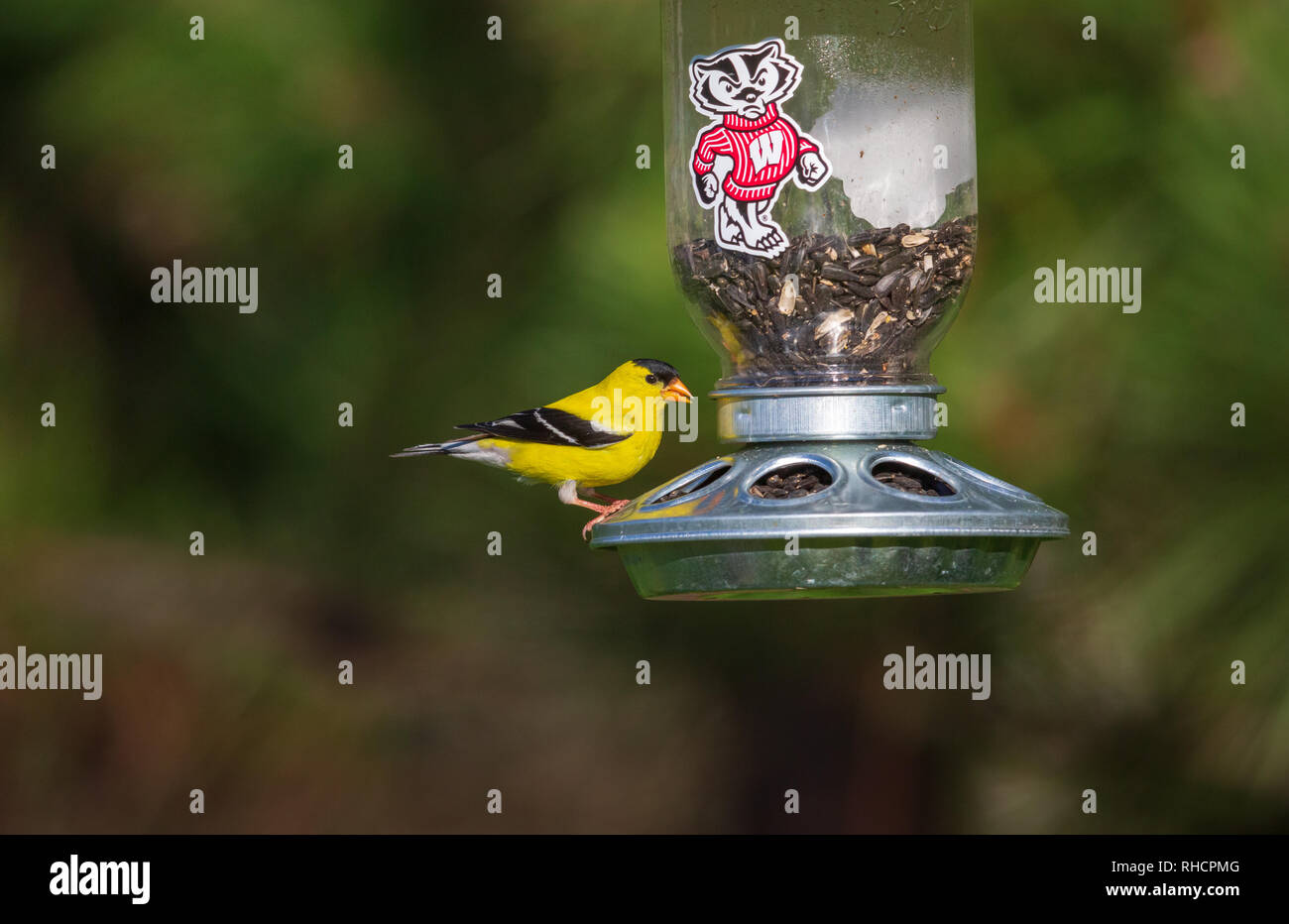 Male American goldfinch perched on a custom Wisconsin Badgers bird feeder. Stock Photo