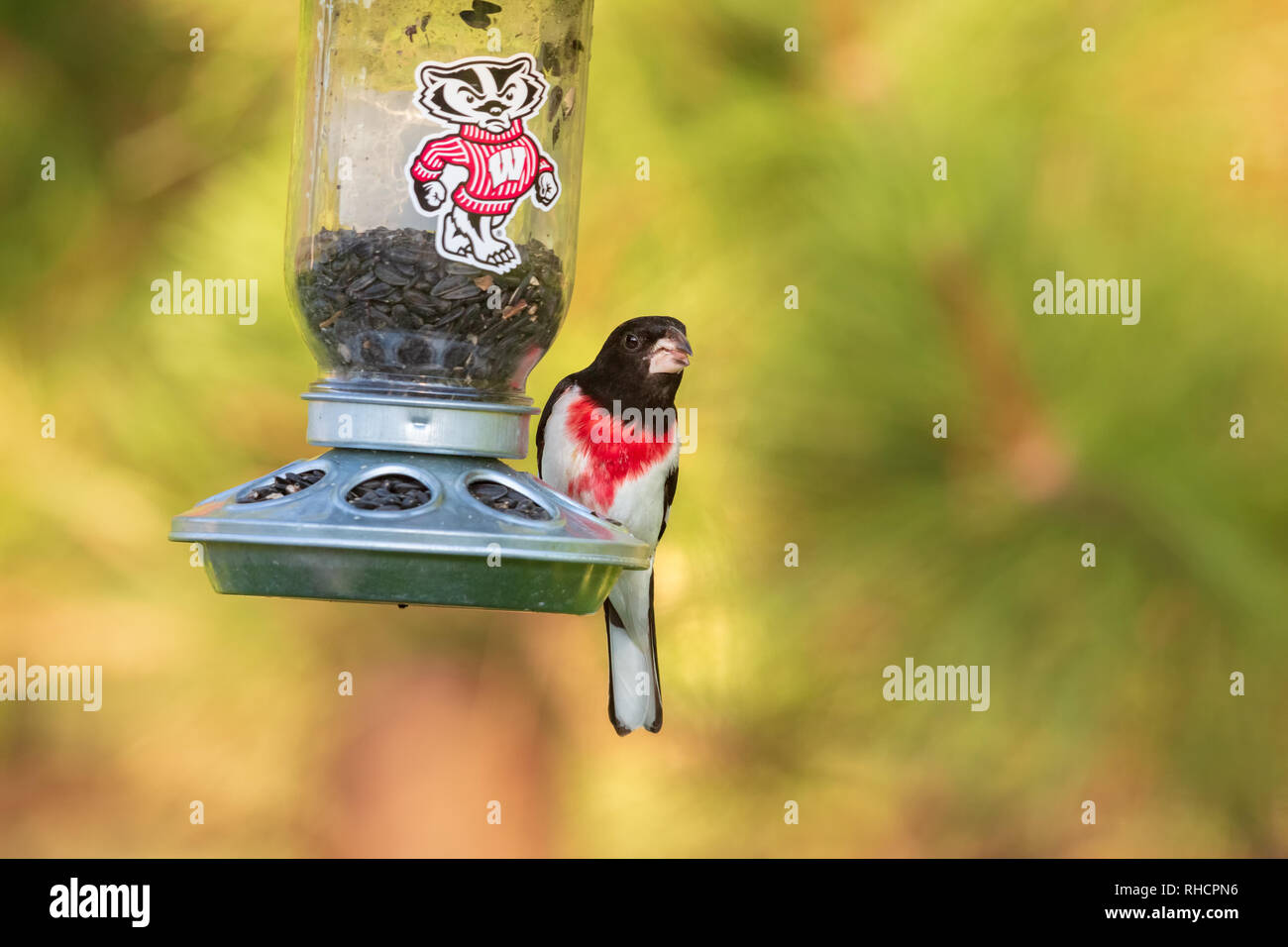 Male rose-breasted grosbeak perched on a Wisconsin Badgers bird feeder. Stock Photo