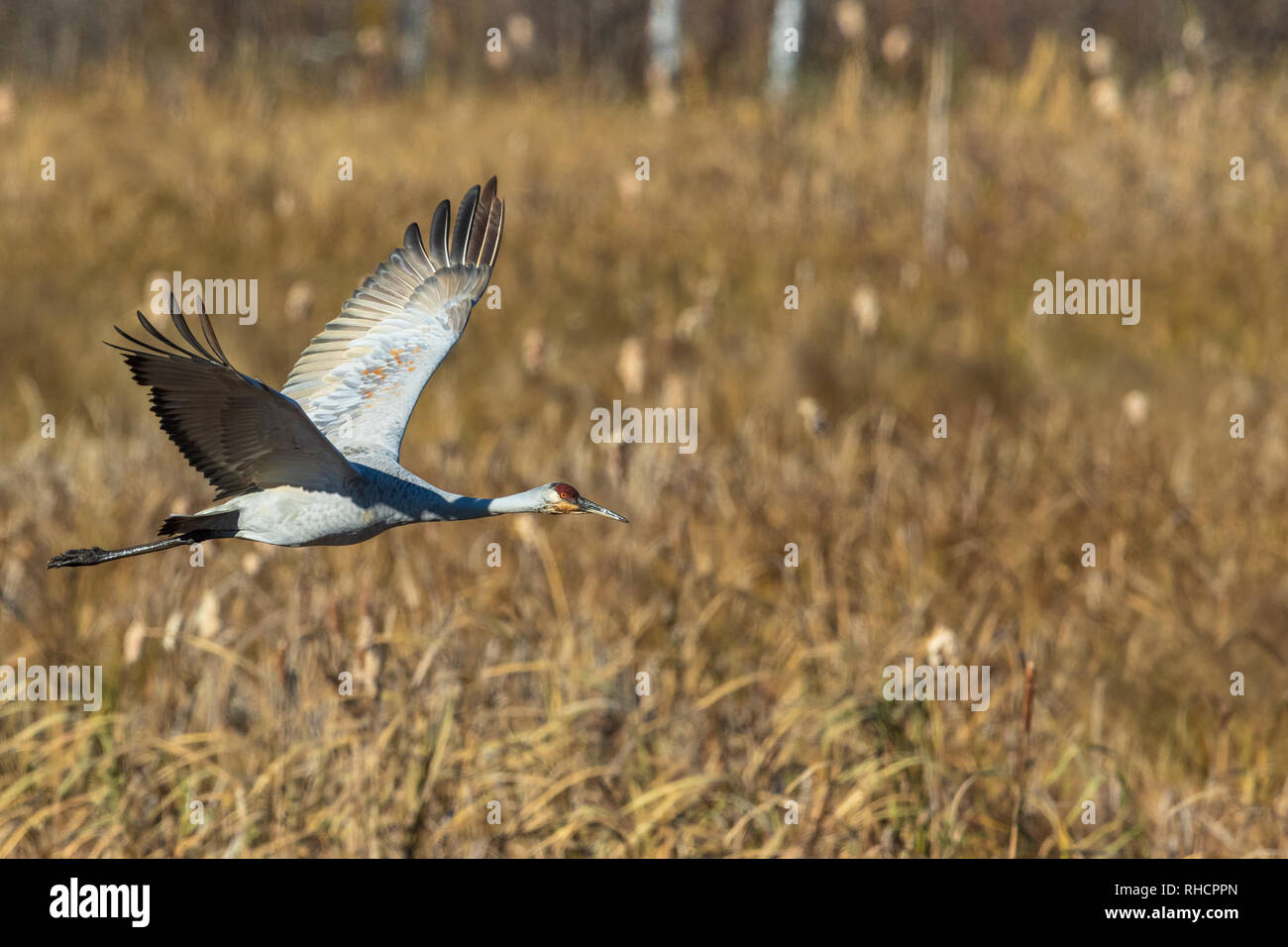 Sandhill crane flying over Crex Meadows Wildlife Area. Stock Photo