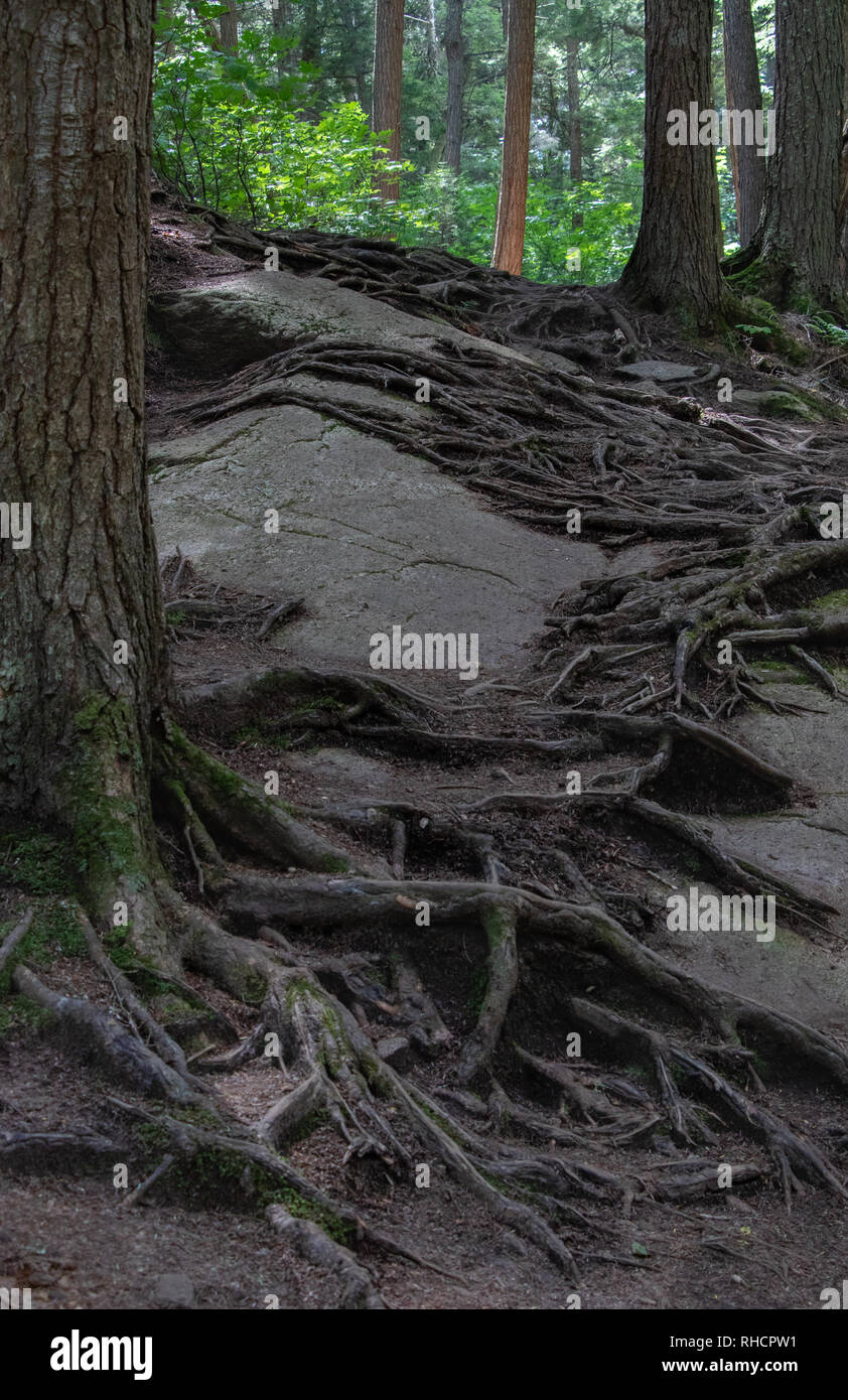 Rock n Roots in Algonquin Park Stock Photo