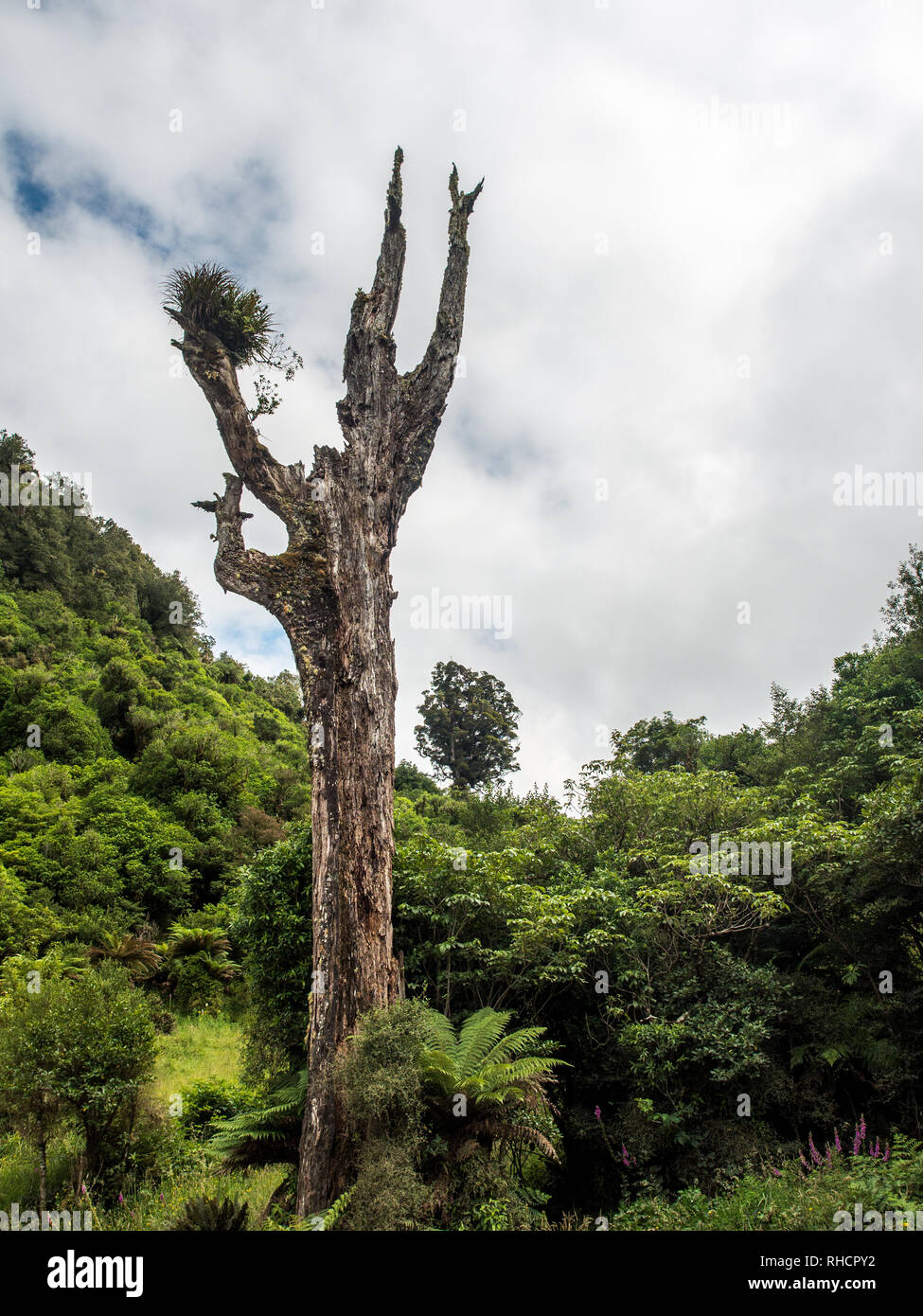 Trunk of dead tree with epiphytes growing on it, standing above regenerating forest, Te Urewera, North Island, New Zealand Stock Photo