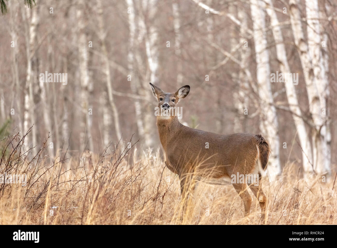 Whitetailed doe standing in a northern Wisconsin field Stock Photo Alamy