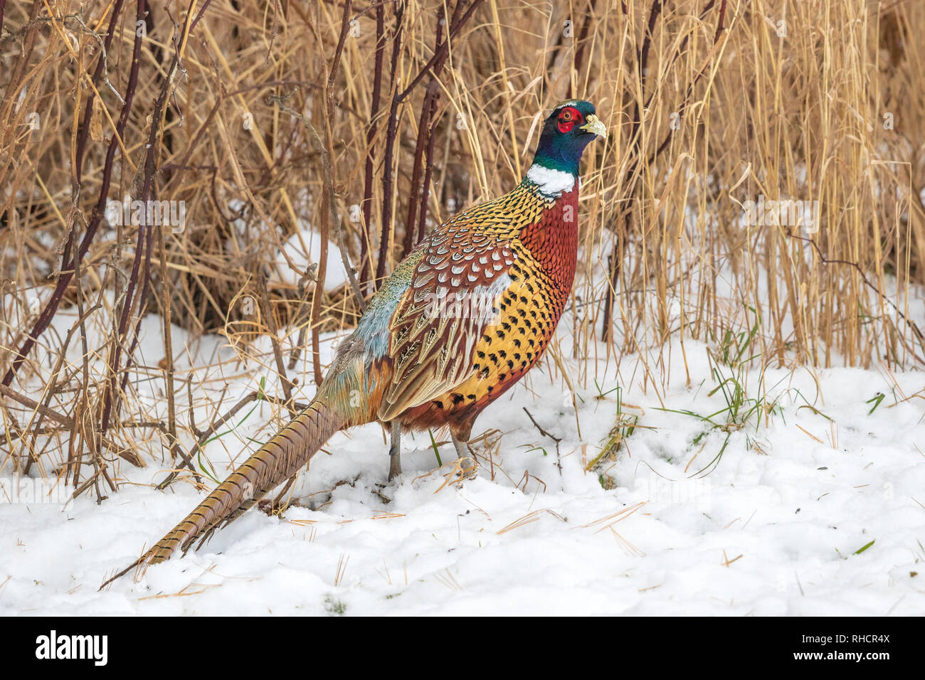 Male ringnecked pheasant standing in the northern Wisconsin snow Stock