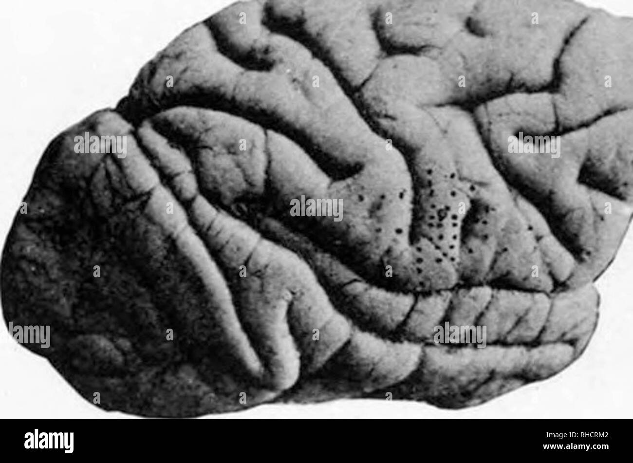 'A Further Minute Analysis by Electric Stimulation of the So-Called Motor Region (Facial Area) of the Cortex Cerebri in the Monkey (Macacus sinicus)' (1894) Stock Photo