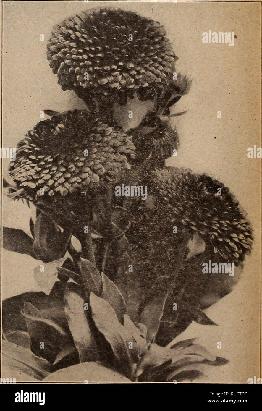. Book for florists. Flowers Seeds Catalogs; Bulbs (Plants) Seedlings Catalogs; Trees Seeds Catalogs; Horticulture Equipment and supplies Catalogs. ASPARAGUS Plumosus Nanus Lath House Grown Seed ready in March, 1,000 seeds, $2.00; 5,000 seeds, $9.00. Write for prices on larger lots. Asparagus Falcatus. Valuable bushy green for cutting pur- poses. Shiny dark-green leaflets. 100 seeds, $1.00; 1,000 seeds, $8.00. Asparagus Scandens Deflexus. 100 seeds, 75c; 1,000 seeds, $6.00. Asparagus Sprengeri. 100 seeds, 25c; 250 seeds, 35c; 1,000 seeds, $1.00; 5,000 seeds, $4.50; lb., $8.00. Asperula Azurea  Stock Photo