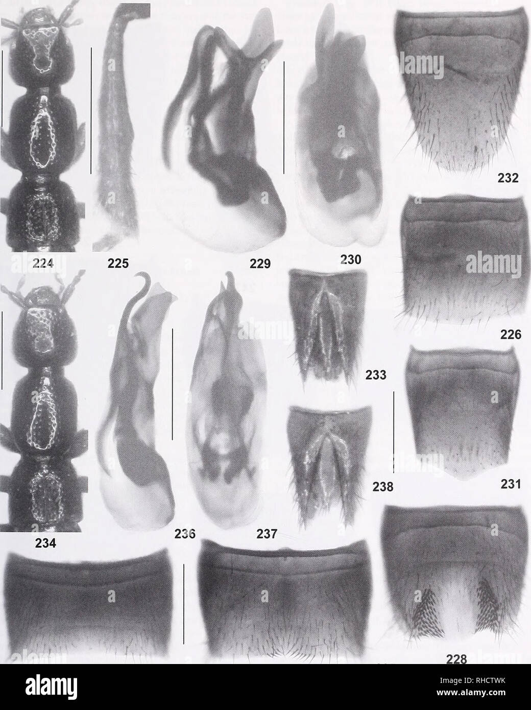 . Bonn zoological bulletin. Zoology. The Lathrobium fauna of the Qinling Shan and the Daba Shan, China 81. Figs 224-238. Lathrobium trifldum (224-233) and L. bifidum (234-238). 224, 234. Forebody. 225. Male metatibia. 226. Male tergite VIII. 227, 235. Male sternite VII. 228. Male sternite VIII. 229-230, 236-237. Aedeagus in lateral and in ventral view. 231. Female tergite VIII. 232. Female sternite VIII. 233, 238. Female tergites FX-X. Scale bars: 224, 234: 1.0 mm; 225-233, 235-238: 0.5 mm. Bonn zoological Bulletin 62 (1): 30-91 ©ZFMK. Please note that these images are extracted from scanned p Stock Photo