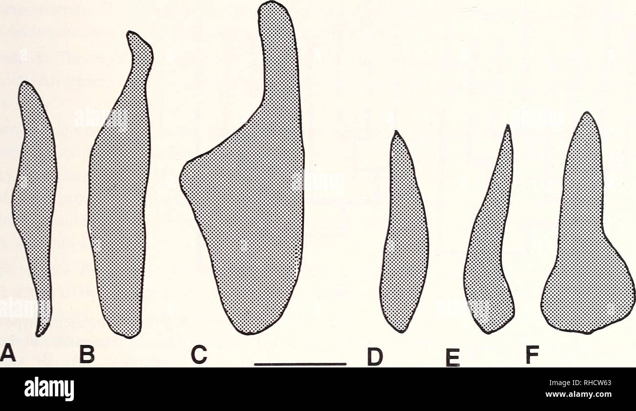 Dionda hires stock photography and images Alamy