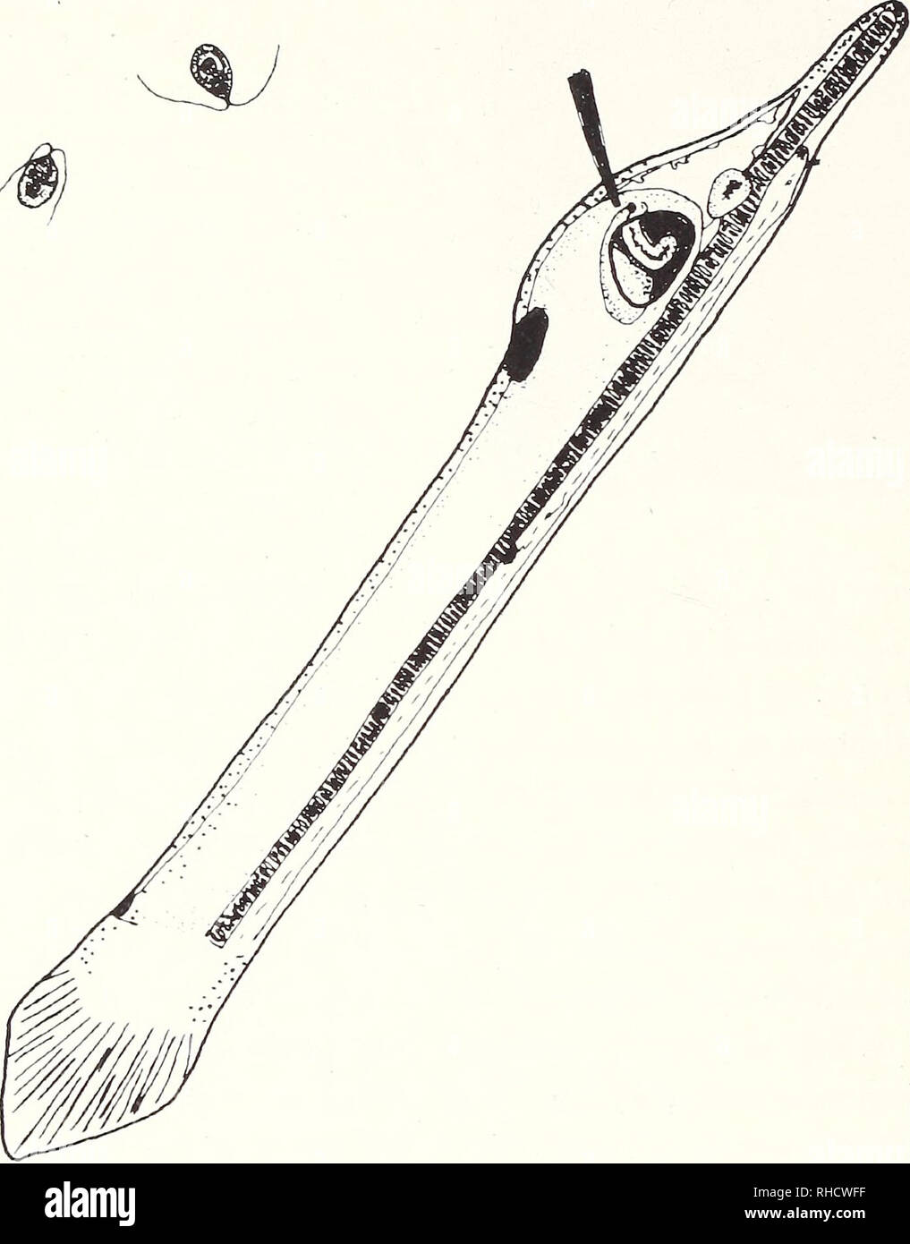 . Bonner zoologische Monographien. Zoology. 10. Fig.3: Line drawing of a lateral aspect of an early larva of Branchiostoma lanceolatiim (ca. llOh post-fertilization, 18°C). Nonnal feeding posi- tion: the long axis of the body is at an angle of about 60 from horizontal and the anterior end and the ventral surface are directed towards the surface. In the upper left comer two individuals of Diinaliella (Chlorophycaea, Polyblepha- ridaceae), a regular food orga- nism in laboratory cultures of B. lanceolatiim, are depicted. Ontogenetic stage comparable to one shown in Fig.7. planktonic larvae in th Stock Photo