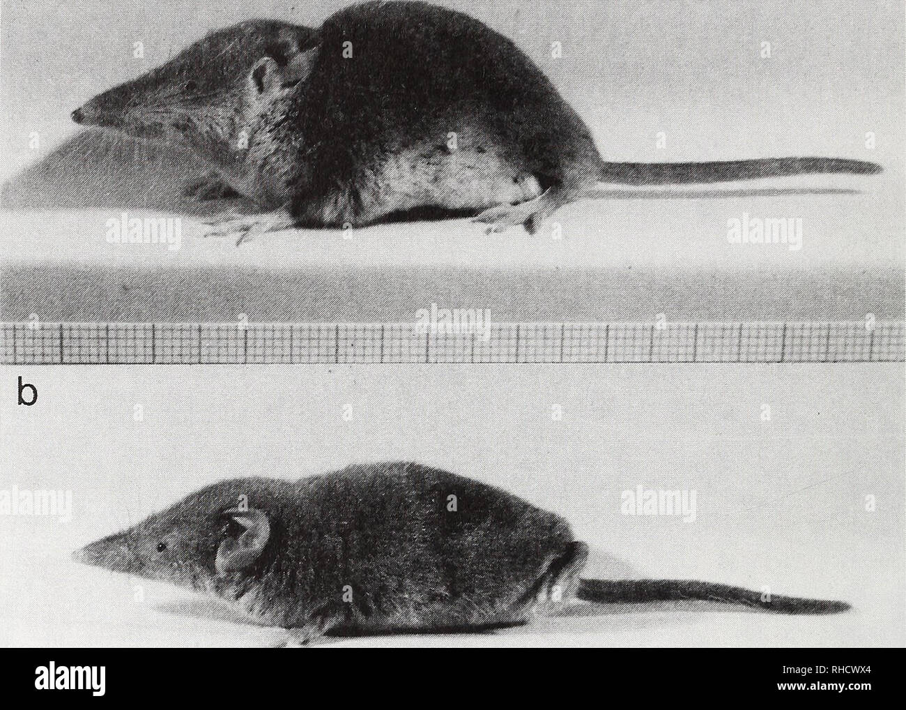 . Bonner zoologische Beiträge : Herausgeber: Zoologisches Forschungsinstitut und Museum Alexander Koenig, Bonn. Biology; Zoology. 342 P. Vogel &amp; T. Sofianidou a. Fig. 2: Shrews from Lesbos: a) C. leucodon (IZEA 4153); b) C. suaveolens (IZEA 4154). but also along irrigation pipes, inducing a more luxurious vegetation. In this type of habitat we captured twice both species in neighbouring traps 5 to 10 m apart from each other. Obviously, the two species occur not only in syntopy, but even at a similar frequency (3:4) Discussion For the first time our karyological results show unequivocally t Stock Photo