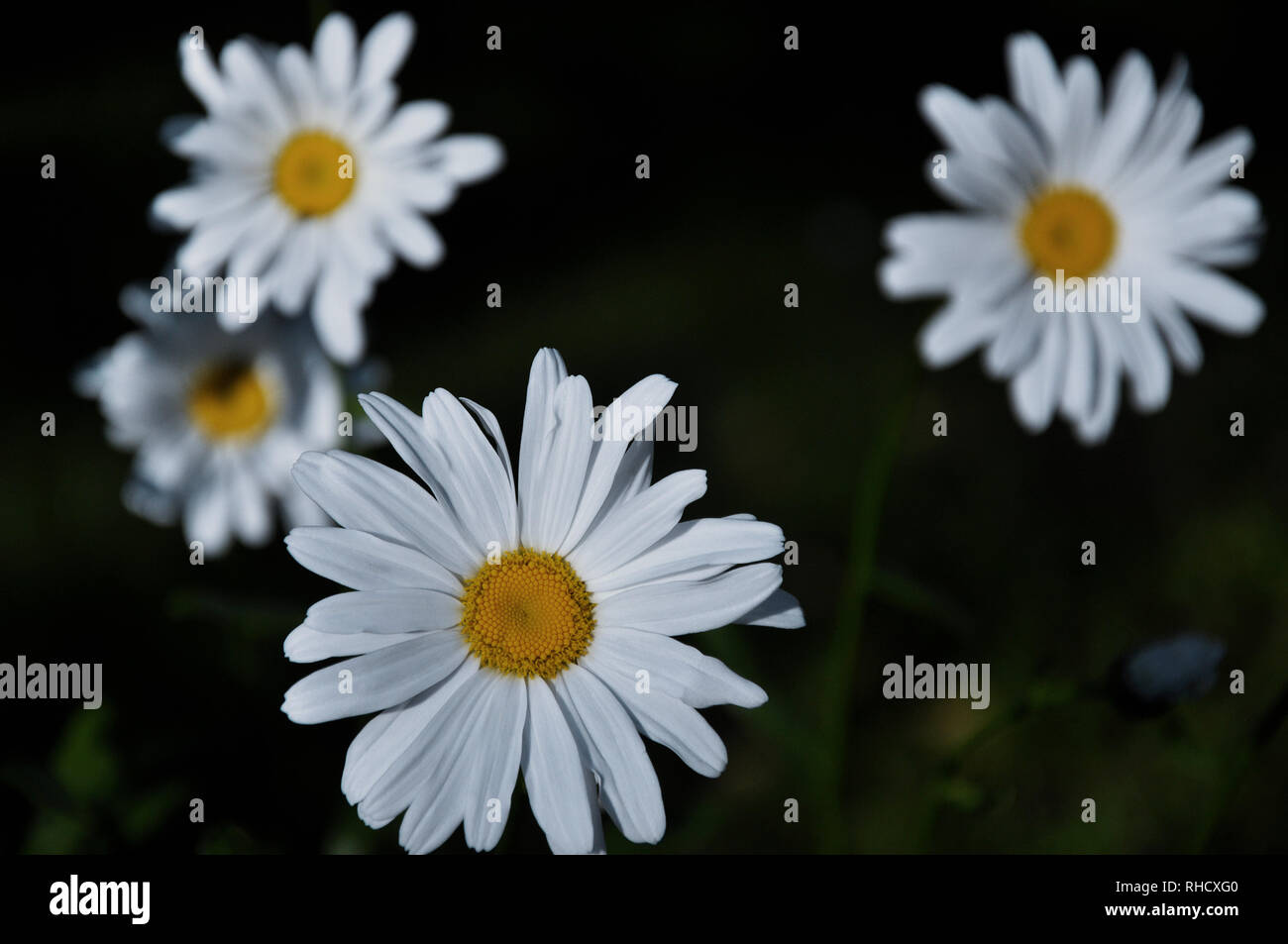 Field white chamomile flowers hi-res stock photography and images - Alamy