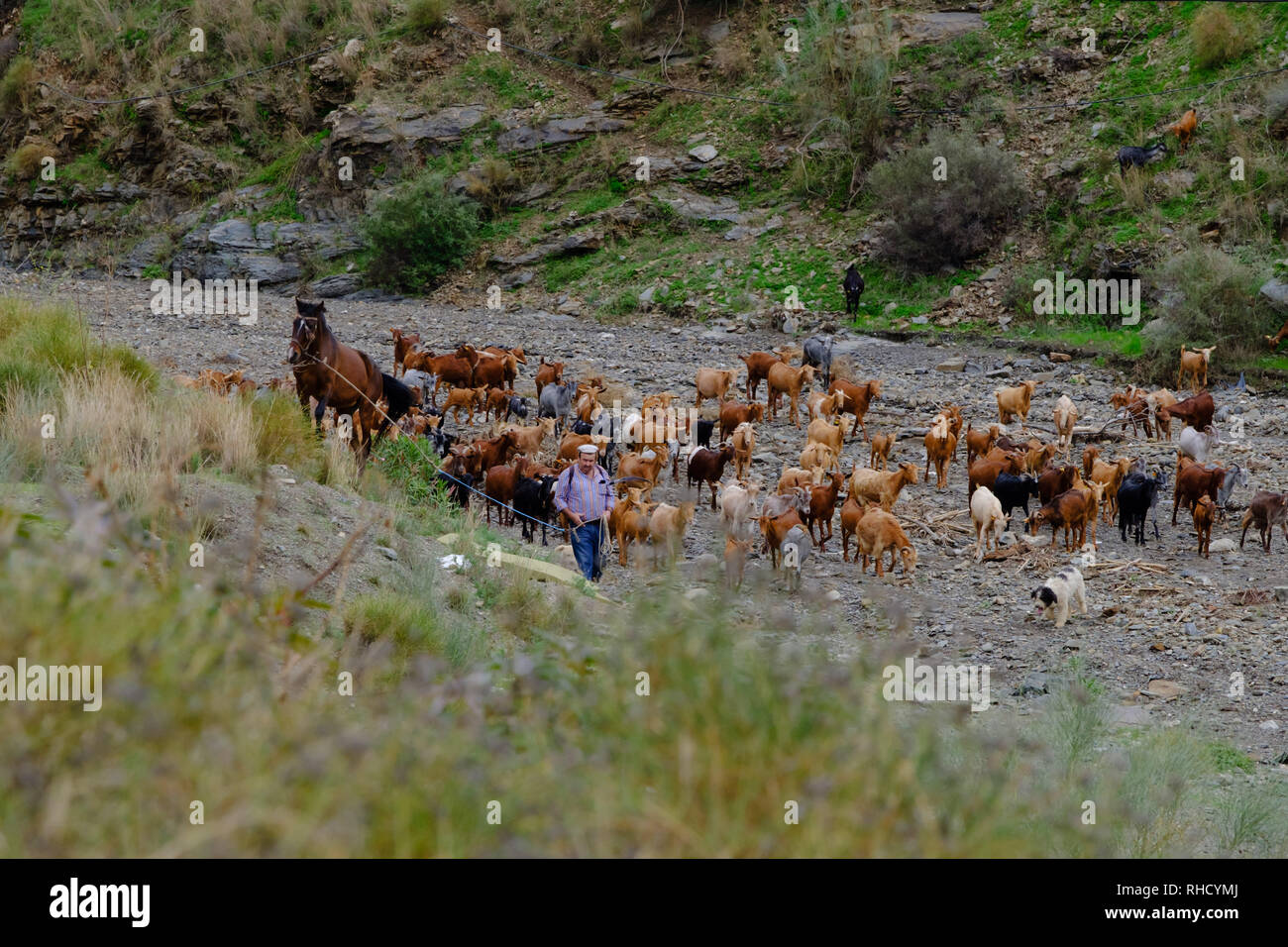 Goat River Bed Breakfast British Columbia Canada Goat Farming Spain High Resolution Stock Photography and Images - Alamy