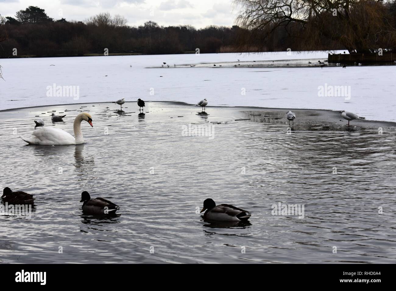 Ducks and Swans on a Partially Frozen Petersfield Lake (a.k.a Heath Pond), Petersfield, Hampshire, England. Stock Photo