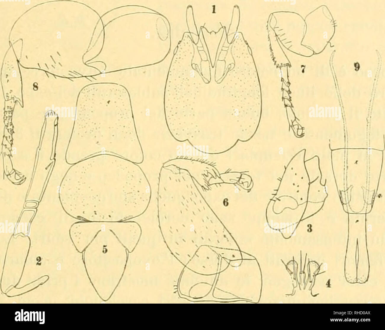 . Bollettino del Laboratorio di zoologia generale e agraria della R. Scuola superiore d'agricoltura in Portici. Zoology; Zoology, Economic; Entomology. - 1G5 -^ Addome. — Per il propodeo si è visto (fig. Vili, 5; pag. 164) Il c/as/ì'o è sul solito tipo; 3&quot; urotergite incavato a sella; 10&quot; urite simile a quello di flabellatus, con cerei simili, ma più raccor- ciati e provvisti di piccoli denti (fig. Vili, 9, e) (Ij. — Pene (fig. Vin, 9, p.) pure simile. Distribuzione geografica. — Ho potuto esaminale un di- screto numero di individui di queste specie raccolti nella Guinea. Fig. vili.  Stock Photo