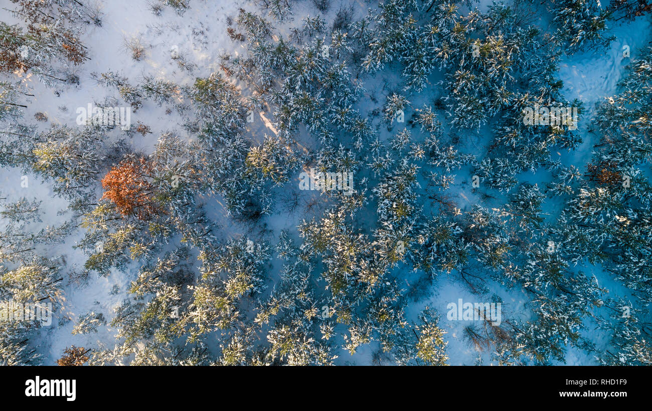 Aerial view of the pine forest in winter Stock Photo - Alamy