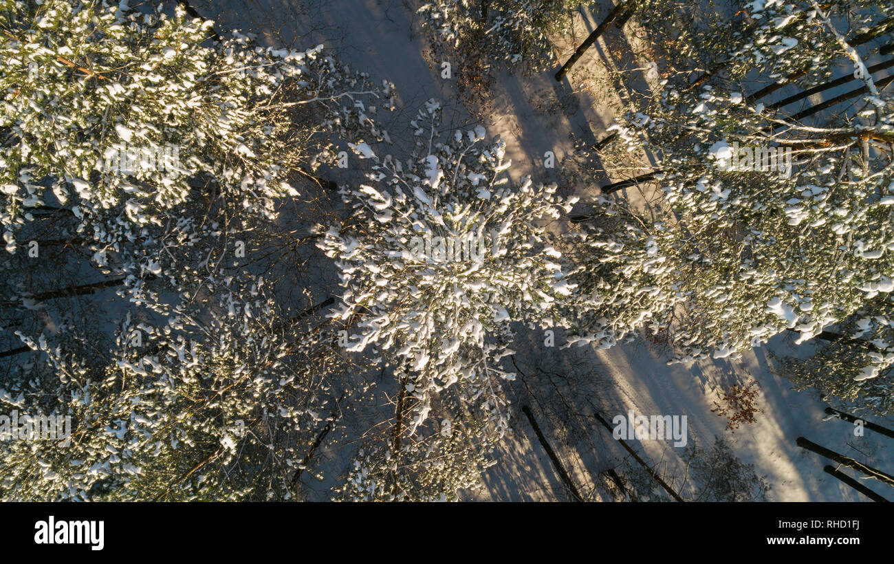 Aerial view of the pine forest in winter Stock Photo - Alamy