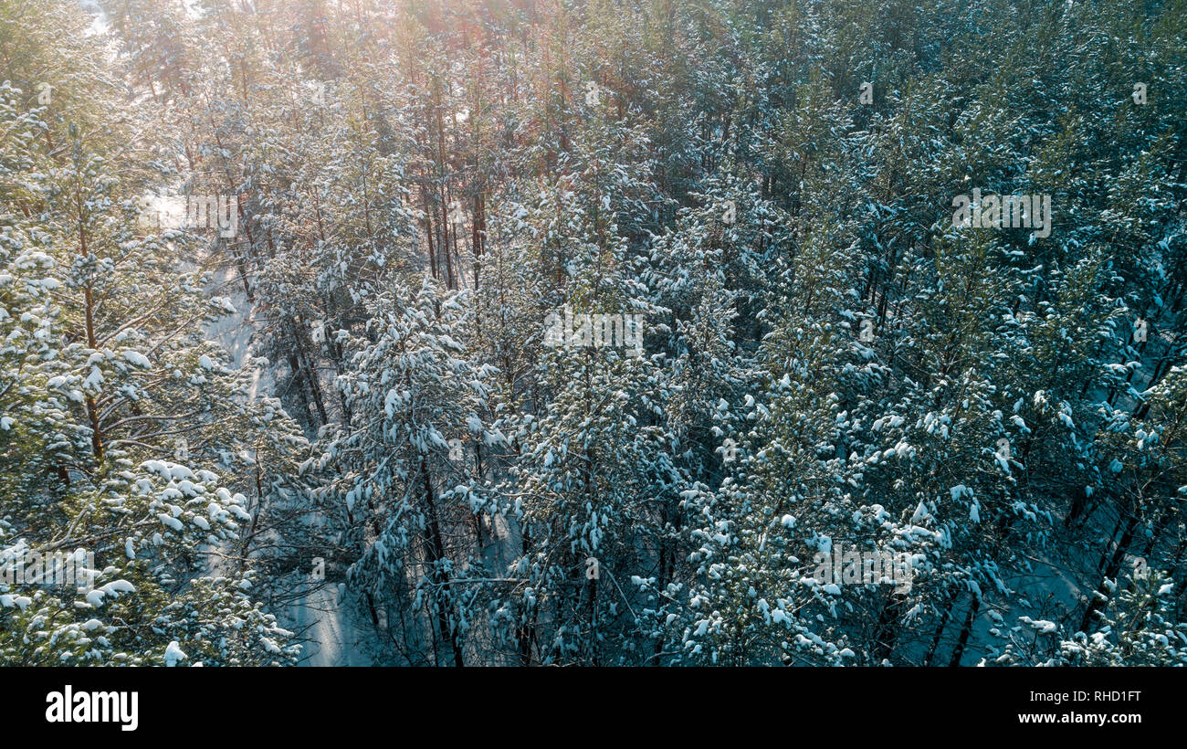Aerial view of the pine forest in winter Stock Photo - Alamy