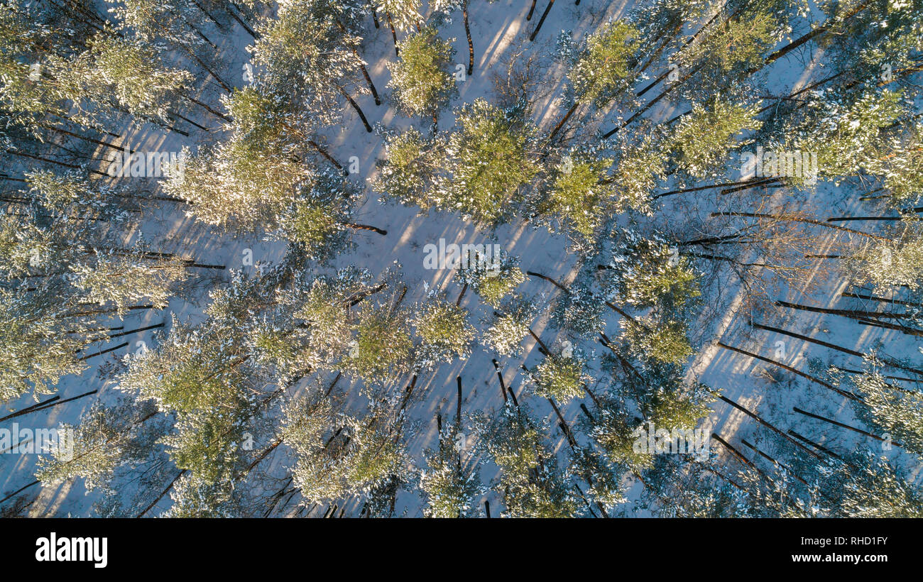 Aerial view of the pine forest in winter Stock Photo - Alamy
