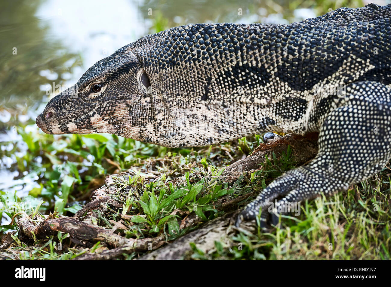 Half portrait of an older monitor lizard reptile walking on grass at