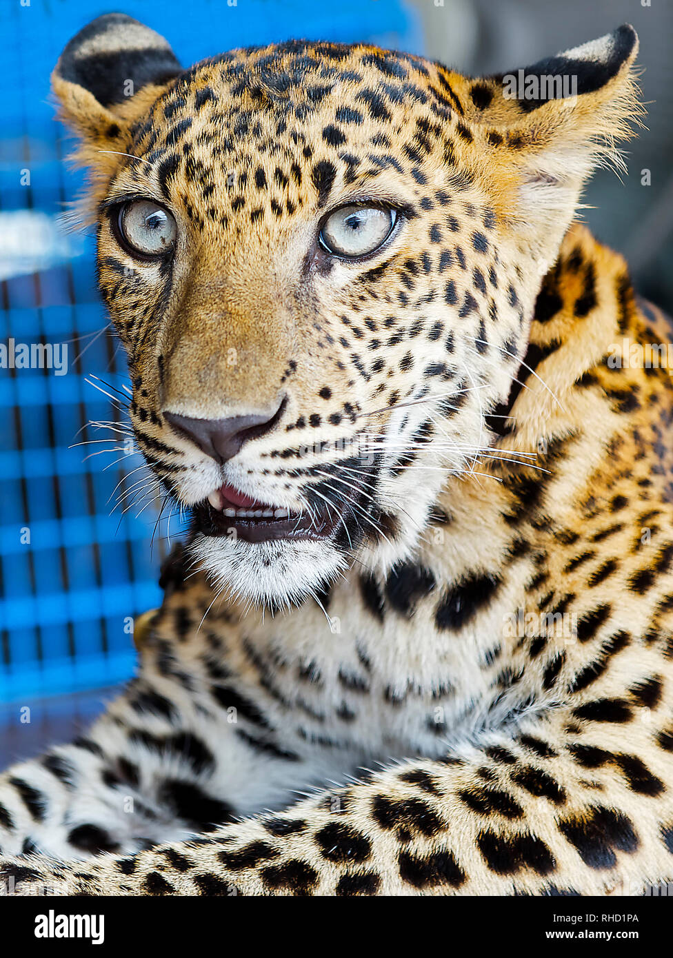 A cub in custody of a zoo in Kanchanaburi, Thailand. It is presented by its owners to tourists; a means to collect donations Stock Photo