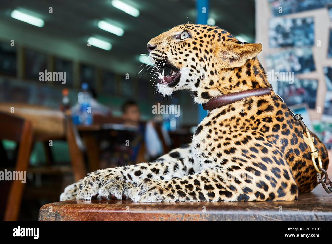 A cub in custody of a zoo in Kanchanaburi, Thailand. It is presented by its owners to tourists; a means to collect donations Stock Photo