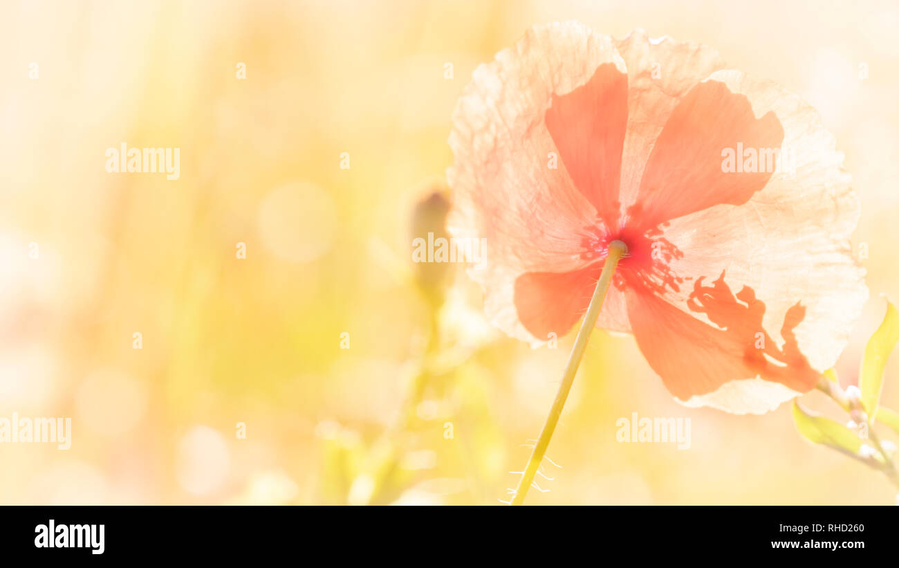 dreamy background with poppy in full sun summer concept with place for text, copy paste. Stock Photo