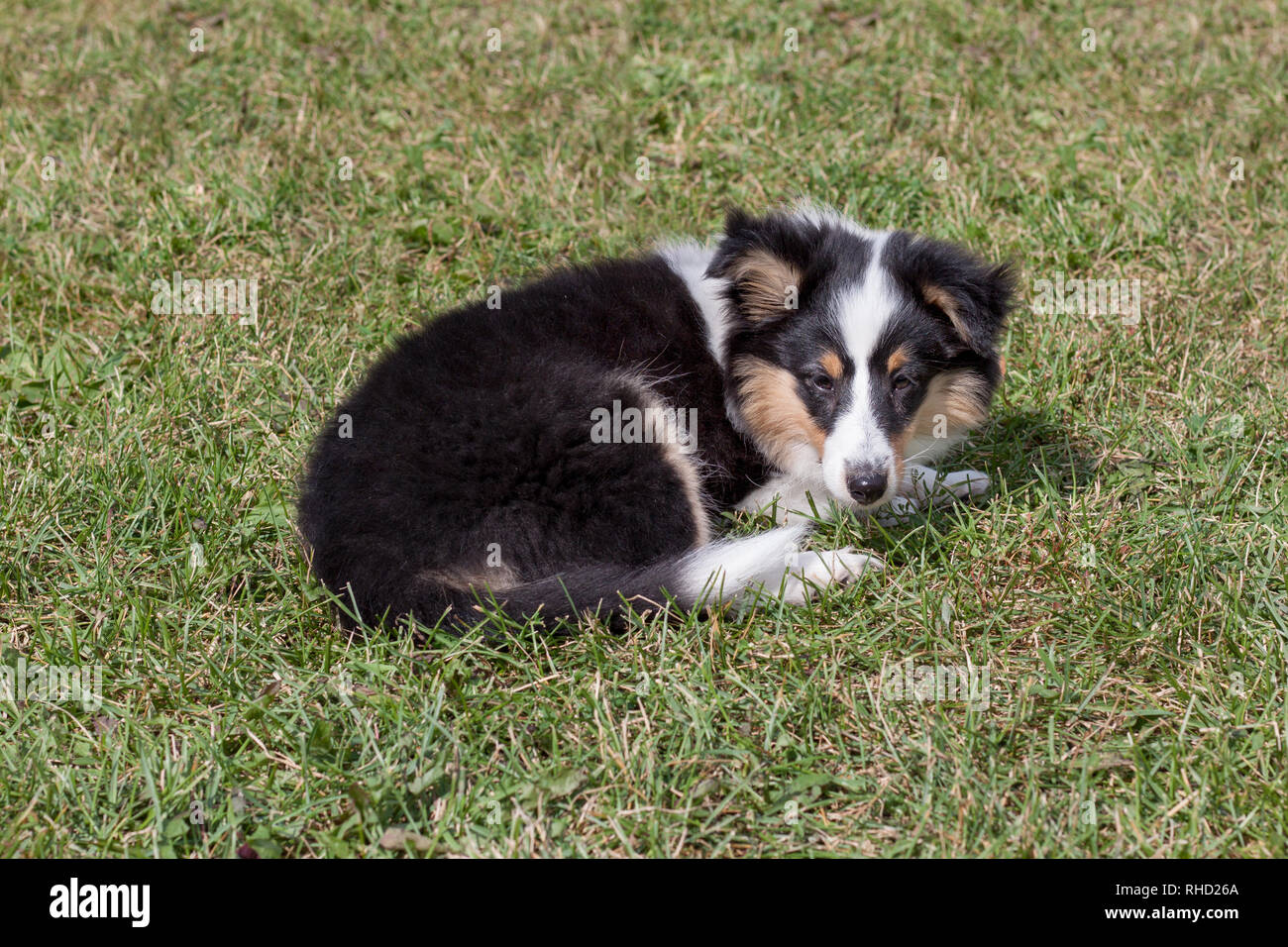 Shetland sheepdog puppy is lying in the green grass. Three month old ...