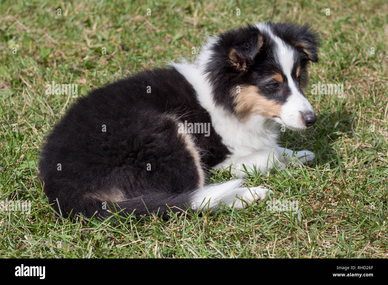 Cute puppy of shetland sheepdog is lying in the green grass. Three ...