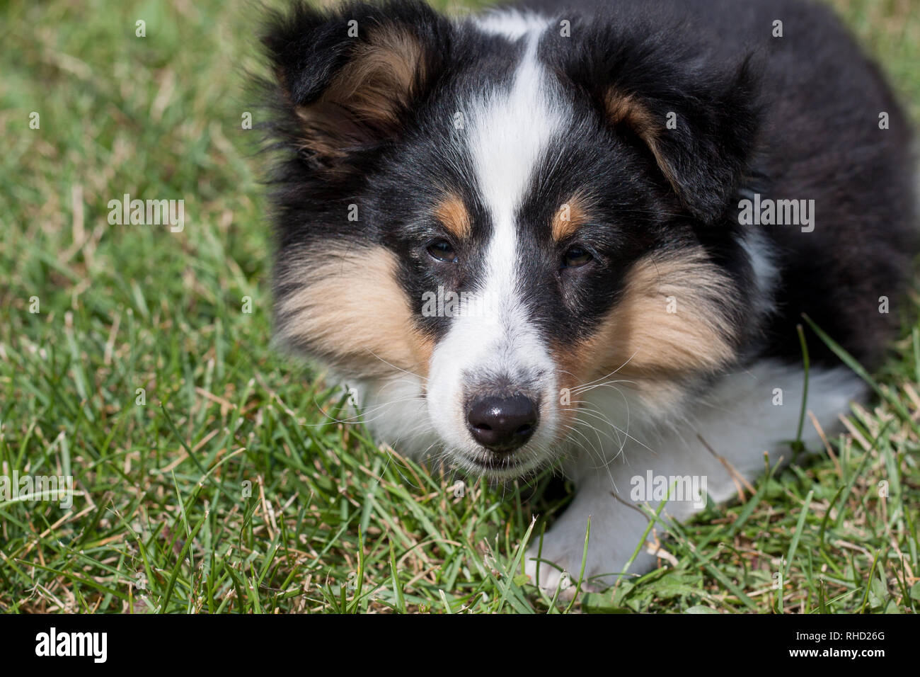 Cute puppy of shetland sheepdog is lying in the green grass. Close up ...