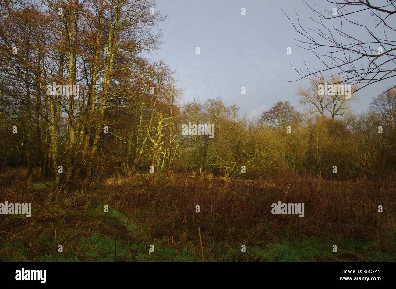 Maiden newton dorset hires stock photography and images Alamy