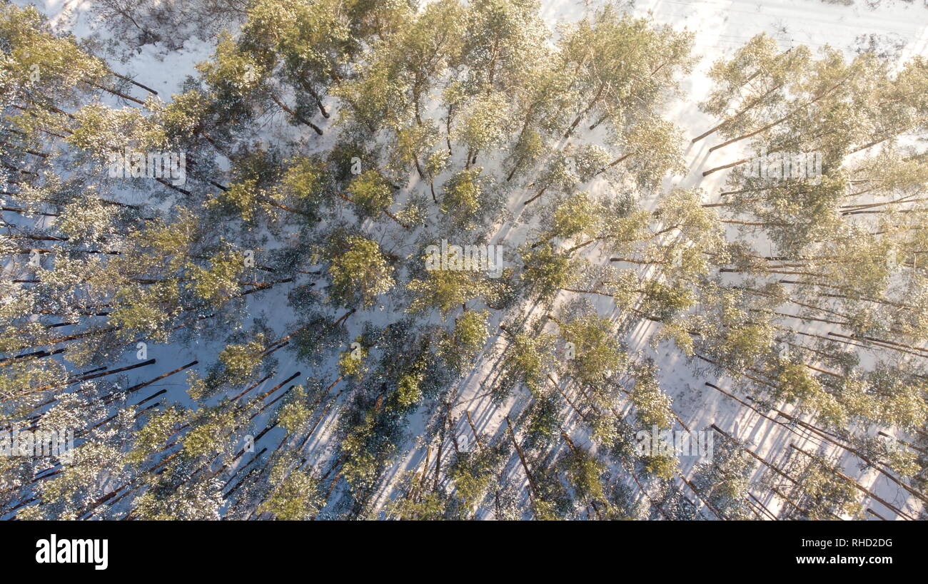 Aerial view of the pine forest in winter Stock Photo - Alamy